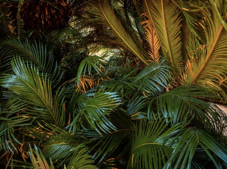 Palmengarten Frankfurt