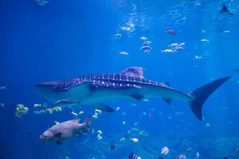 Sealife Oberhausen