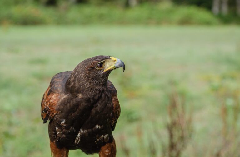 Wildpark und Falknerei Bad Marienberg