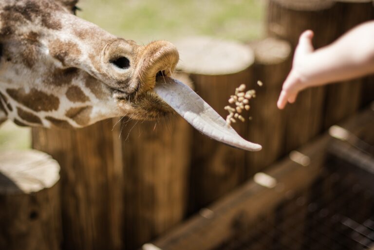 Frankfurter Zoo