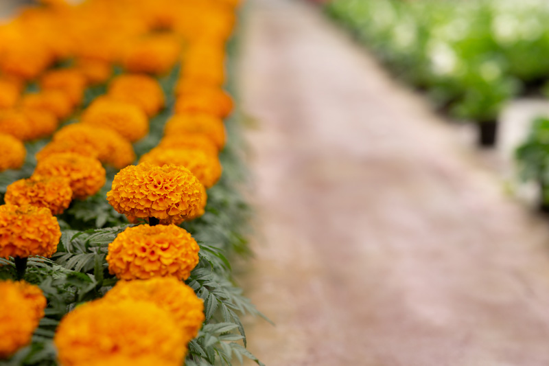 Stöffel-Park in Enspel