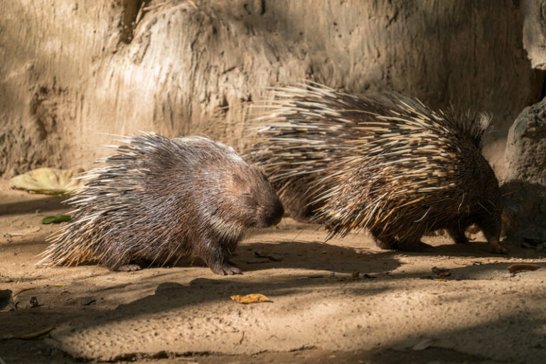 Wildpark Reuschenberg Leverkusen