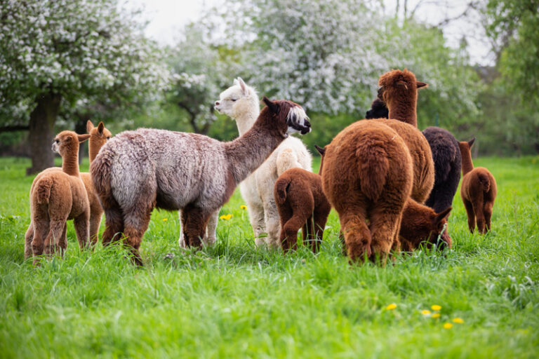 Daniels kleine Farm