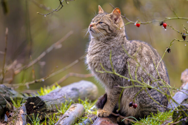 Wildwald Vosswinkel