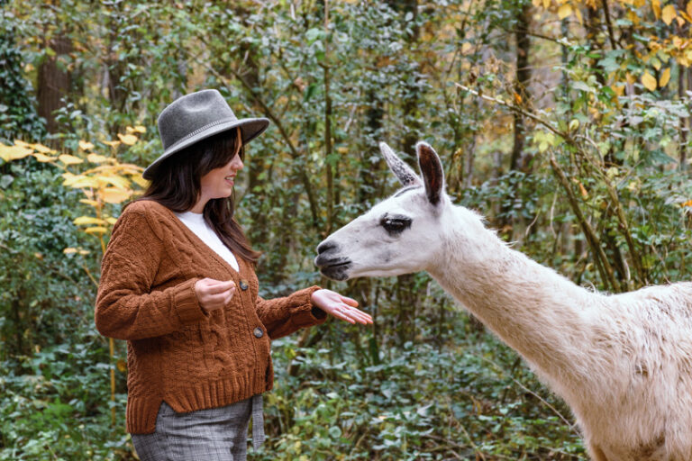 Pracht Lamas in Gelsenkirchen