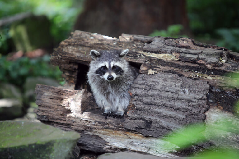 Tierpark Alsdorfer Weiher