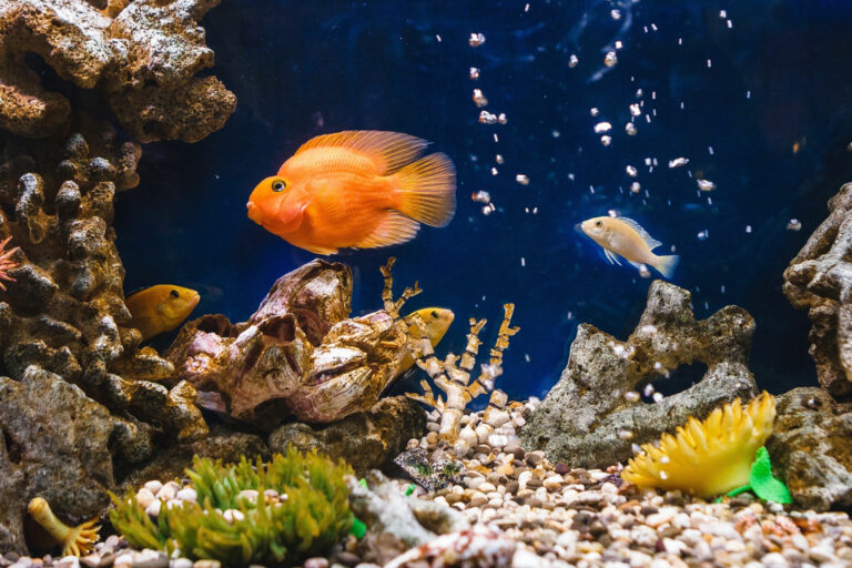 Sealife Hannover