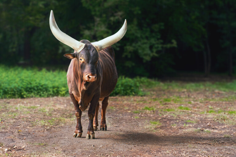 Aachener Tierpark