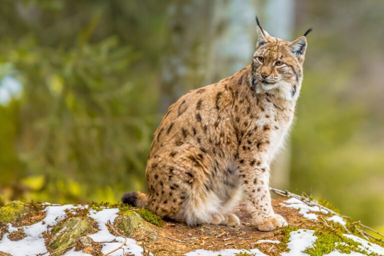 Heimat-Tierpark Olderdissen