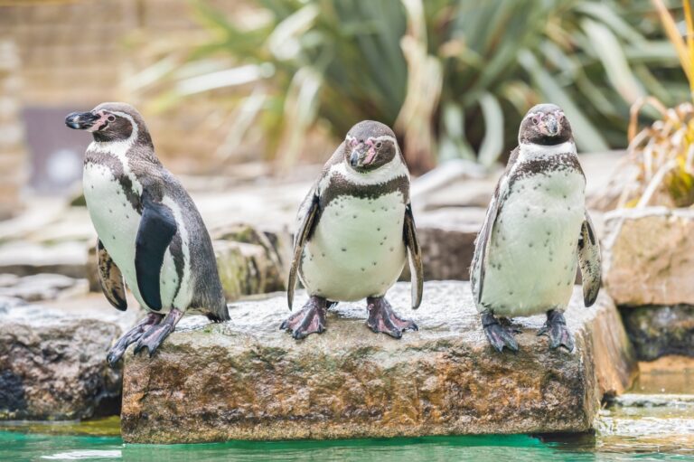Vogelpark Marlow