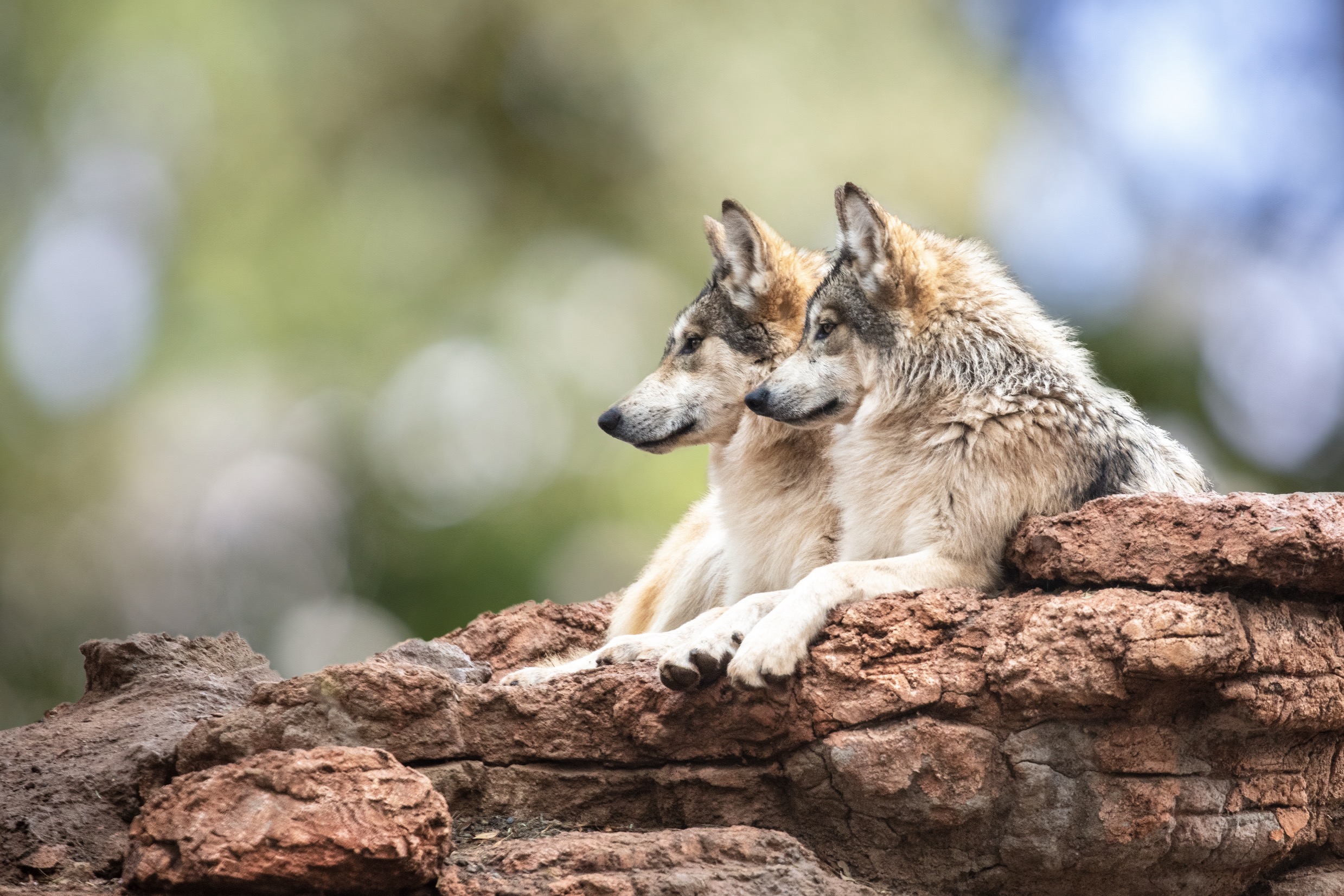 Wildpark-MV Güstrow