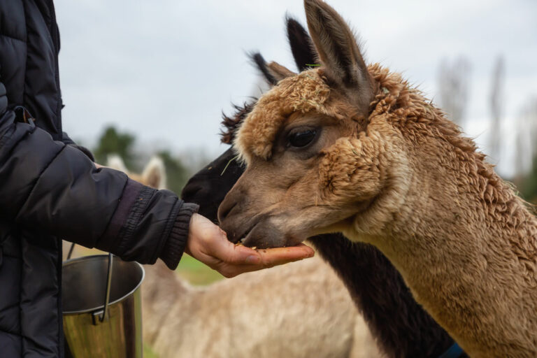 Aplspitz Alpaka und Lamas Garmisch-Partenkirchen