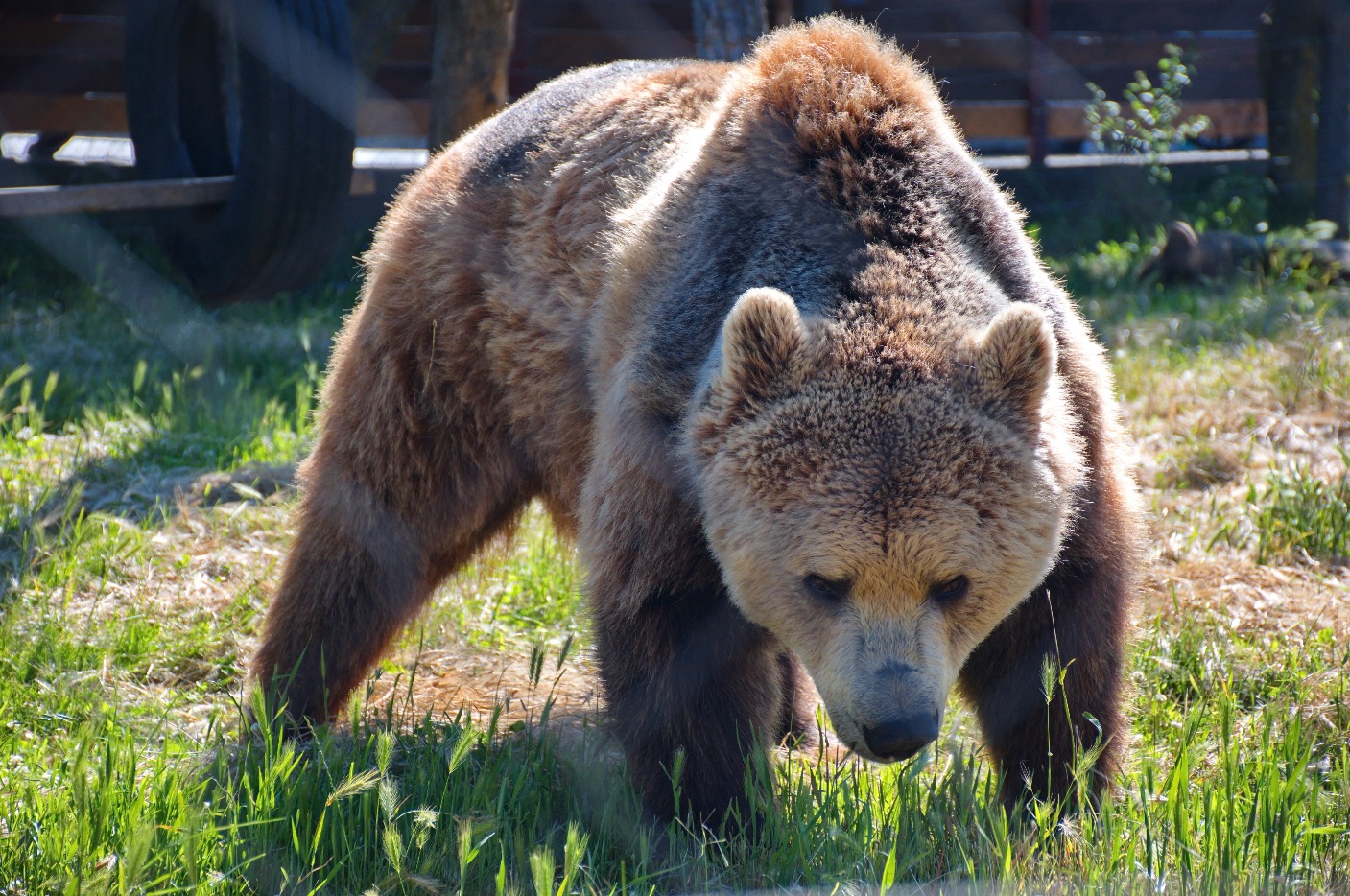 Alternativer Wolf- und Bärenpark Schwarzwald