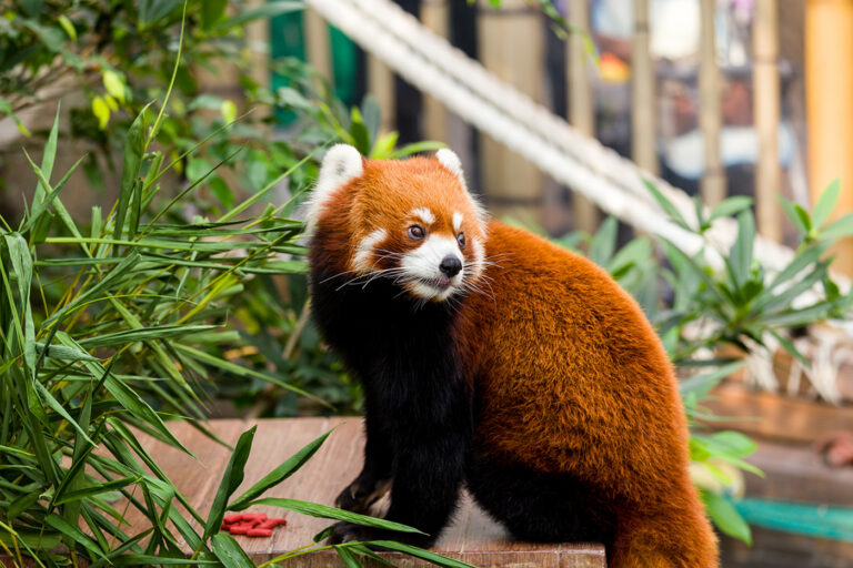 Erlebnis-Zoo Hannover