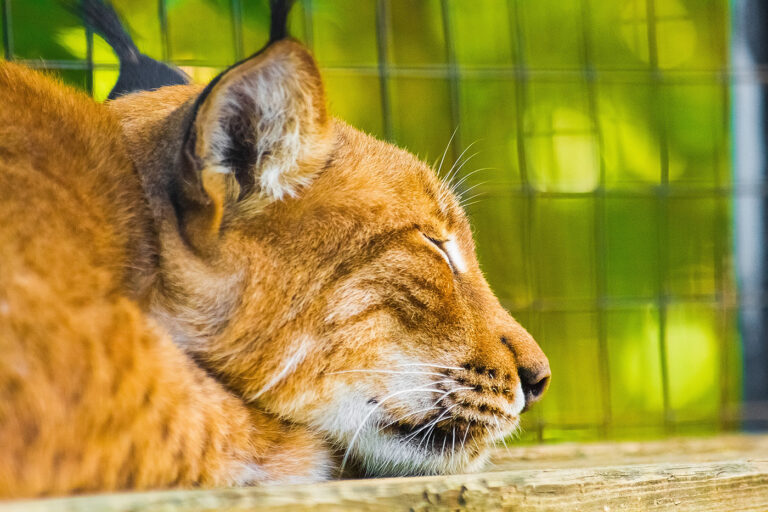 Wildpark Lüneburger Heide