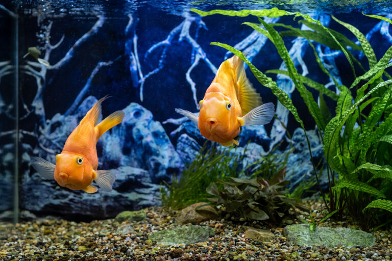 Mosellum – Erlebniswelt Fischpass