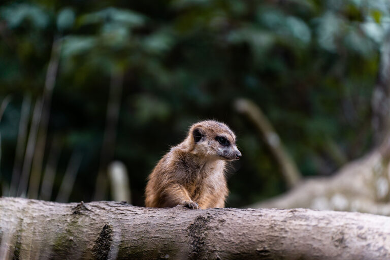 Tierpark Niederfischbach