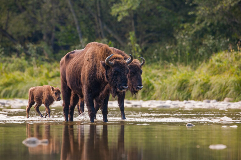 Wisent-Welt in Bad Berleburg