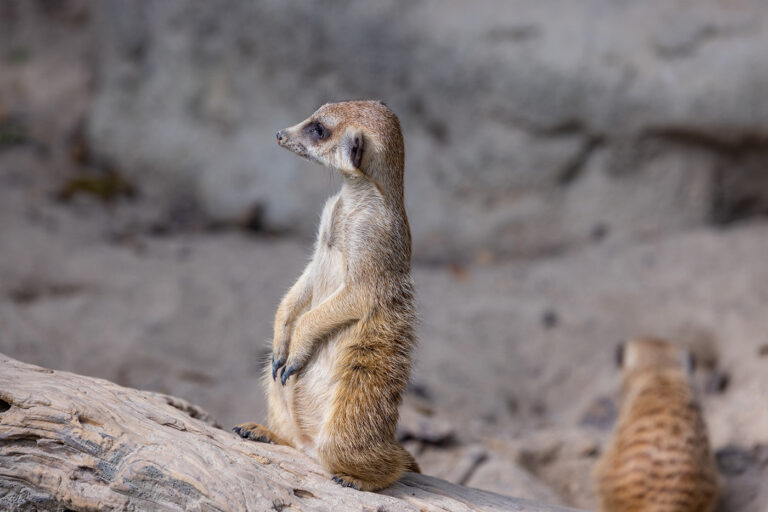 Tierpark Bassum