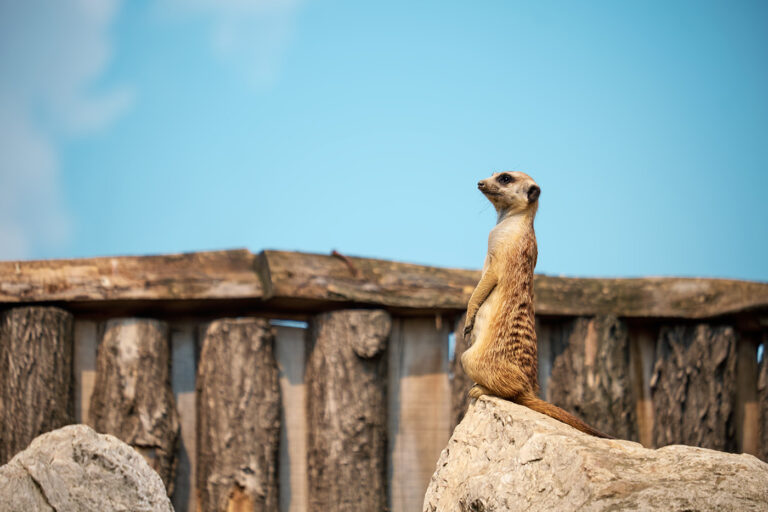 Zoo Heidelberg