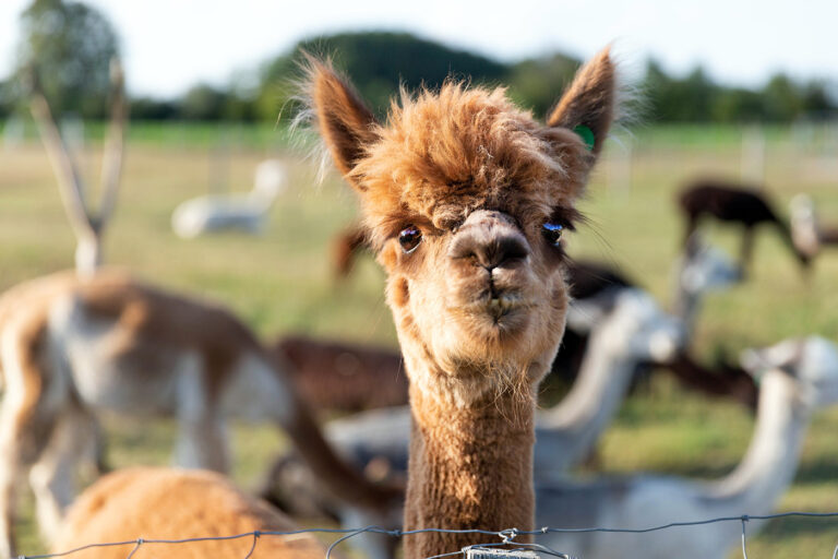 Tierpark Gettorf