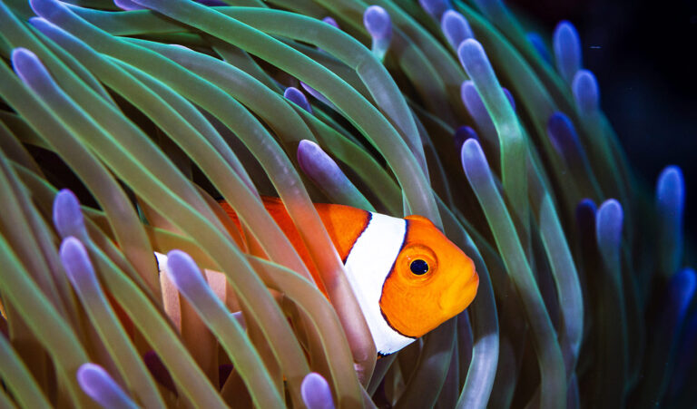 Nordsee Aquarium