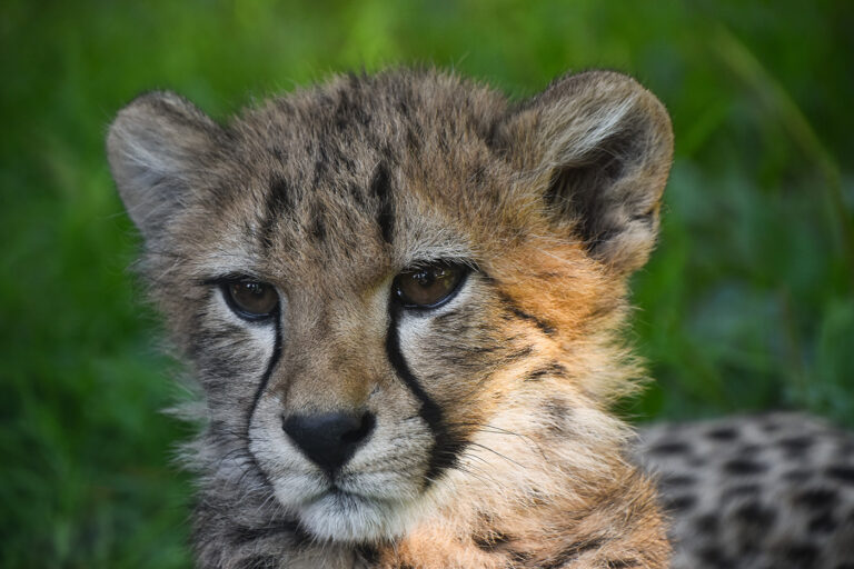 Tierpark Chemnitz