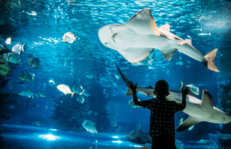 Aquarium Büsum
