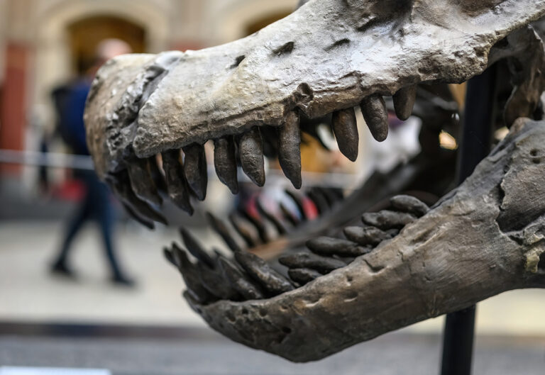 Urwelt-Museum Oberfranken