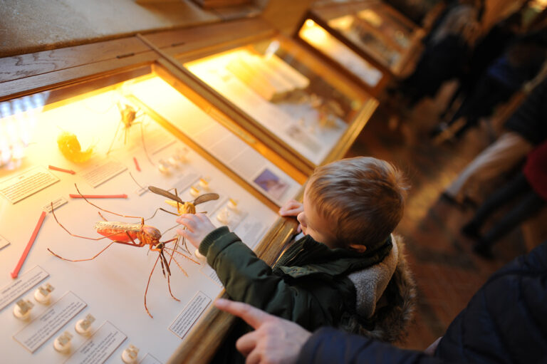 Pfalzmuseum für Naturkunde
