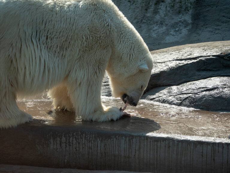 Zoo am Meer Bremerhaven