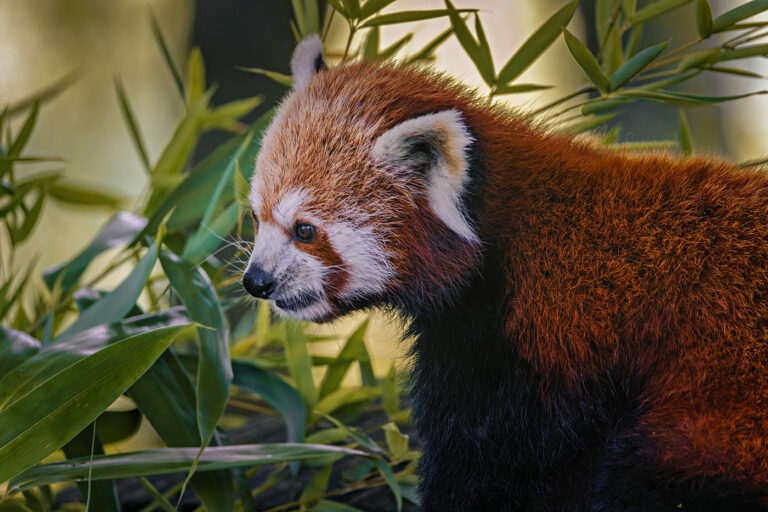 Zoo Salzburg
