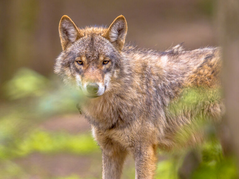 Wildpark Neuhaus