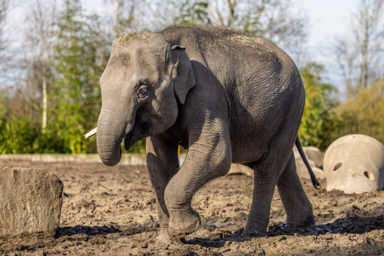 Tierpark Hagenbeck