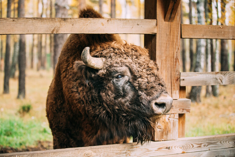 Wildpark Dünnwald
