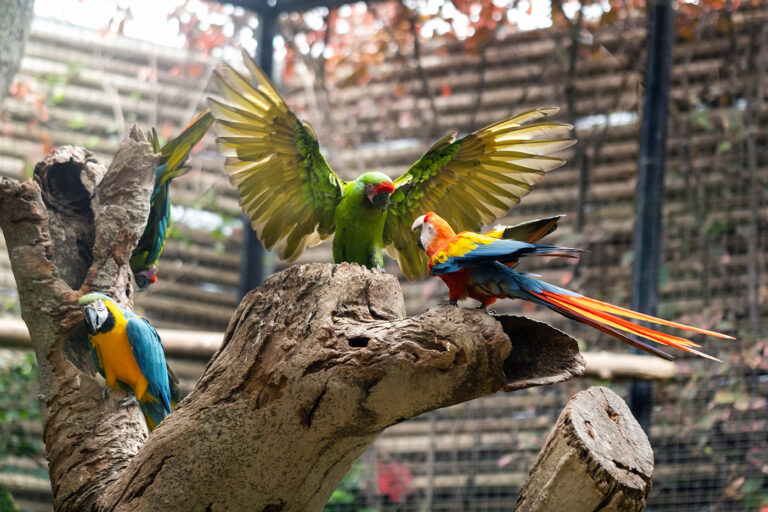 Weltvogelpark Walsrode