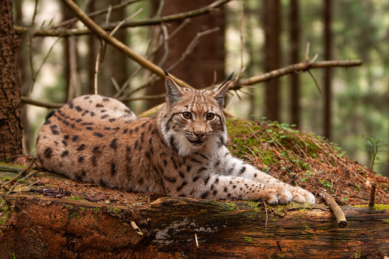 Wildpark Knüll