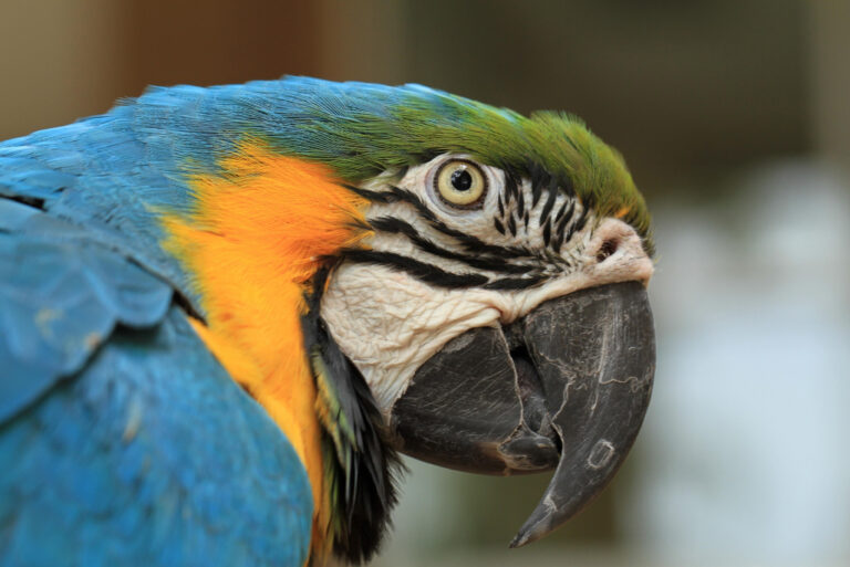 Vogelpark Heiligenkirchen