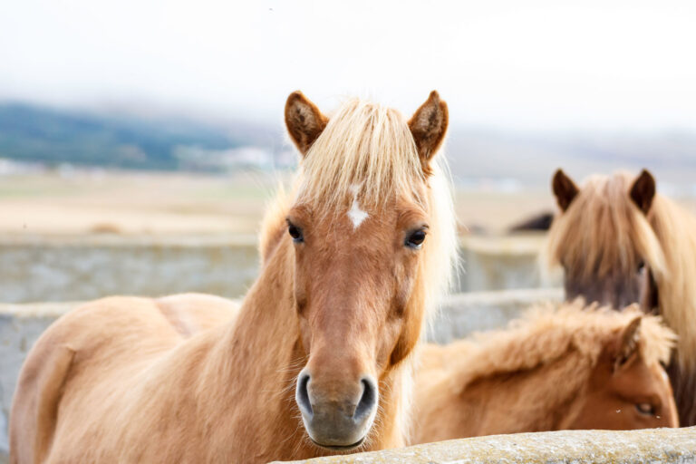 Ponyreiten Im Stadtholz