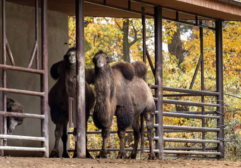 Märchengarten Paradies und Tiergarten Bernburg