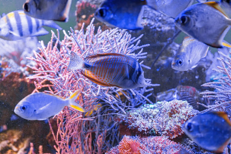 SEA LIFE Konstanz