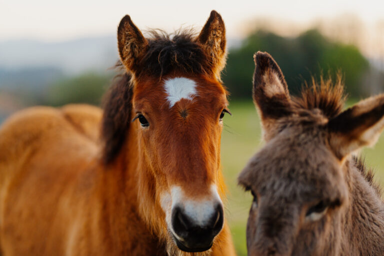 Esel‑ & Ponyhof Goseck