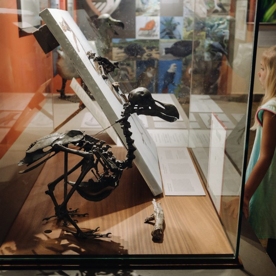 Wohin mit Kind Senckenberg Museum Wohin mit Kind Senckenberg Museum